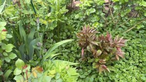 Прогулка по саду 🌿 4 мая 26г🌿