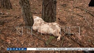 Элитный питомник, трупы собак стоимостью от миллиона рублей, разбрасывает в лесах и на помойках