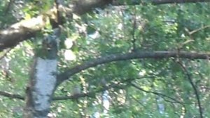 Два дятла смотрят на оператора. DSCN5536