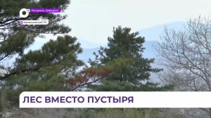 Тысячи саженцев сосны корейской высадили в Арсеньеве