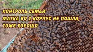пчеловодство, контроль семьи матка во 2 корпус не пошла, тоже хорошо