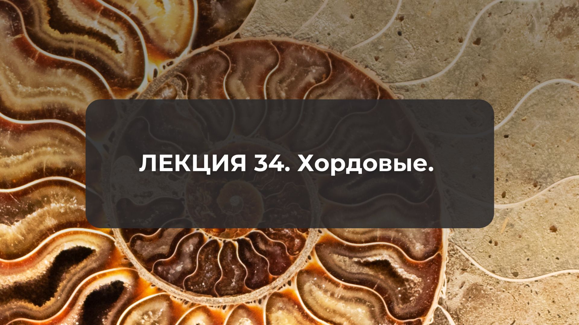 Лекция 34. Хордовые.