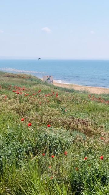 Крымские маки в с. Береговое 🌺