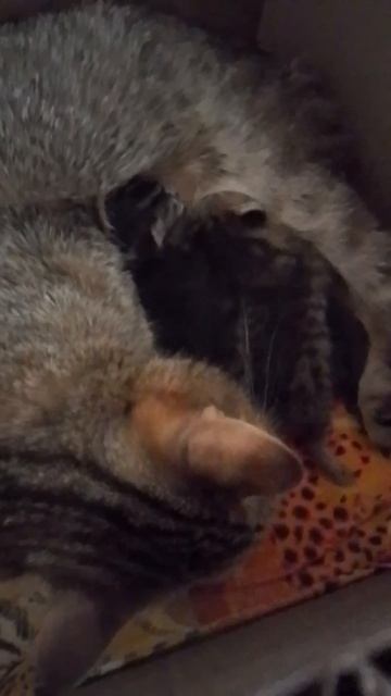 Без труда не выпросишь покушать в 3 утра... (MISS BUSY) говорящая кошка