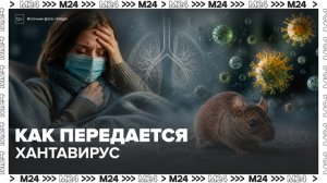 Врач-иммунолог рассказал, как передается хантавирус - Москва 24