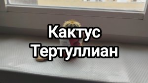 Кактус Тертуллиан. Прошу любить и жаловать)