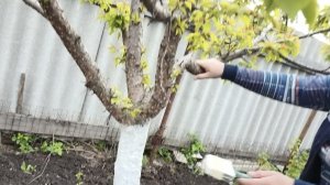 Домашний влог/белим деревья/ отдыхаем/рецепт теста для пельменей