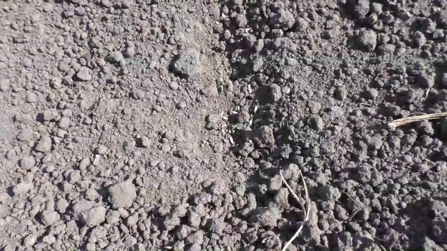 Посев салата и шпината