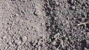Посев салата и шпината