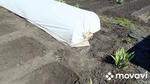 Посадила лук,огурцы.Цветёт хойя Бэлла