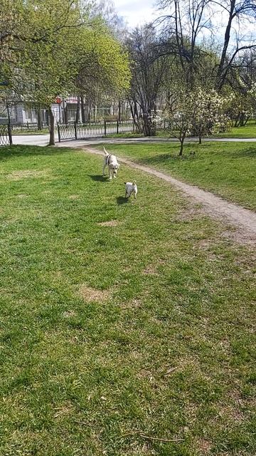 Собачьи догонялки: Симба и его новый напарник по играм 🐕💨