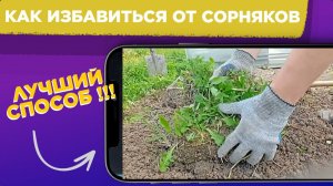 Как ИЗБАВИТСЯ от СОРНЯКОВ на даче / Убираем ДЕРН на участке / БОРЬБА с травой на огороде