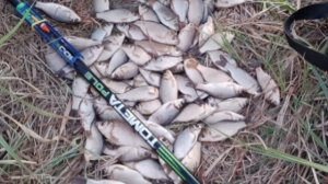 Сегодня порыбачил после работы на любимом водоеме🎣 Наживка опарыш. Прикормка Стерля (Чеснок).