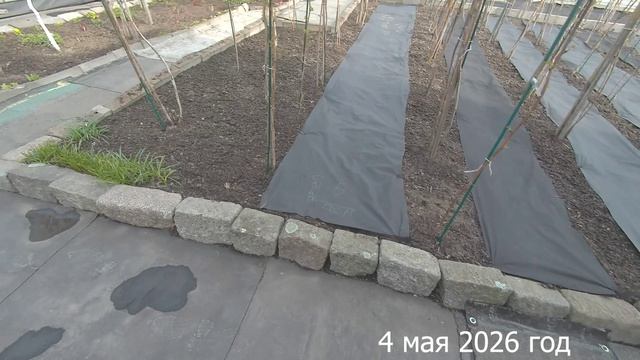 7 соток. Посадила еще пионы. Где беру пионы не покупая. Хроника 4 мая 2026 год