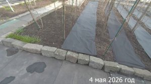 7 соток. Посадила еще пионы. Где беру пионы не покупая. Хроника 4 мая 2026 год