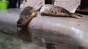 Хольм и Зинаида из Тавричанки поехали покорять столицу