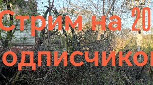 Стрим на 20 подписчиков