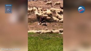 Пастушья собака проучила туристку за попытку поймать барана в Дагестане