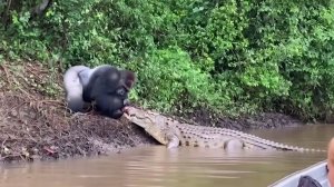 THE CROCODILE ATTACKED THE GORILLA AND SEE WHAT HAPPENED