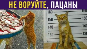 КОТ К УСПЕХУ ШЁЛ) Приколы с котами