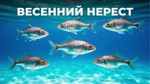 О правилах рыболовства в весенний нерест напомнили югорчанам