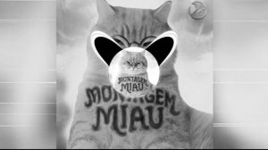 MONTAGEM MIAU
