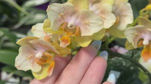 🌸 ПРОДАЖА ОРХИДЕЙ. Поставка подростков орхидей от MIKI ORCHID. Обзор от 04.05.26 г. Купить орхидею.