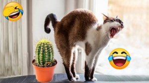 Самые смешные кошки и собаки 2026 года😼🐶Постарайся не смеяться😜