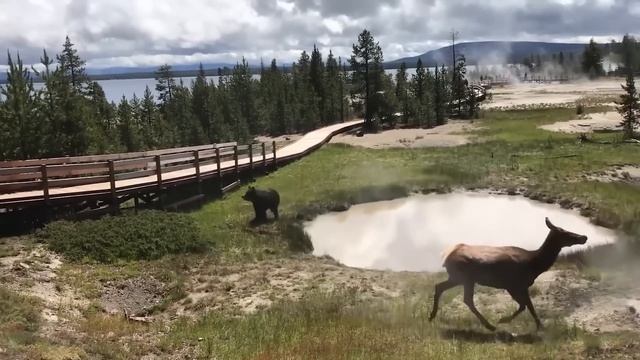 НЕВЕРОЯТНЫЕ СЛУЧАИ НА САФАРИ, СНЯТЫЕ НА КАМЕРУ