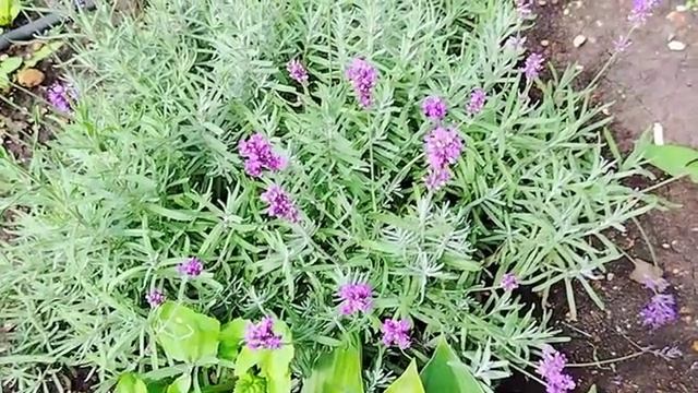Лаванда узколистная 🌿: 7 секретов, о которых молчат садоводы (пышное цветение гарантировано!)