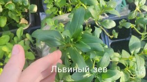 4 мая 2026г. потеплело, моя рассада, кое-что посадила уже