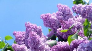Месяц Май 🌺