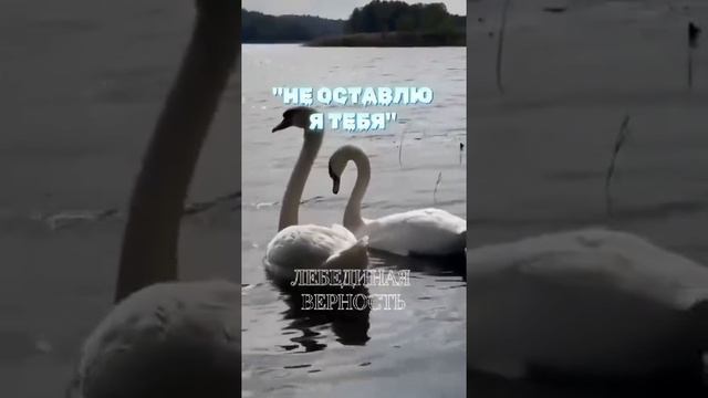 " Не оставлю Я Тебя" смотреть онлайн