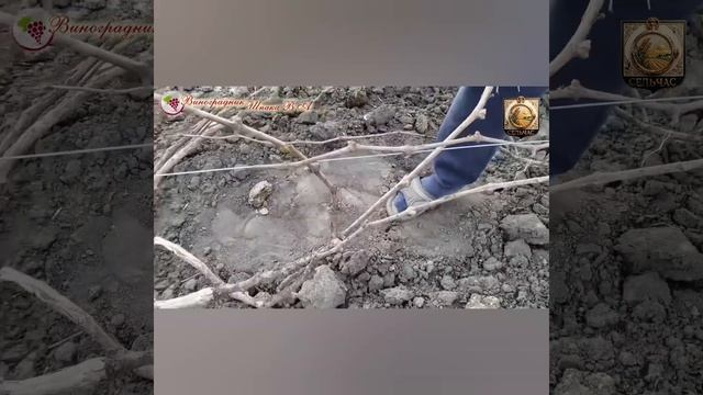 Подвязка винограда после открытия.
