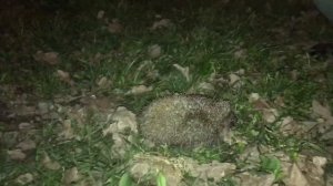ежи🦔🦔🦔.mp4