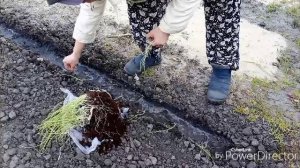 Посеяла морковь / Посадила лук.