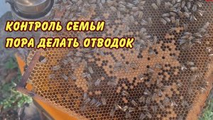 пчеловодство, контроль семьи пора делать отводок