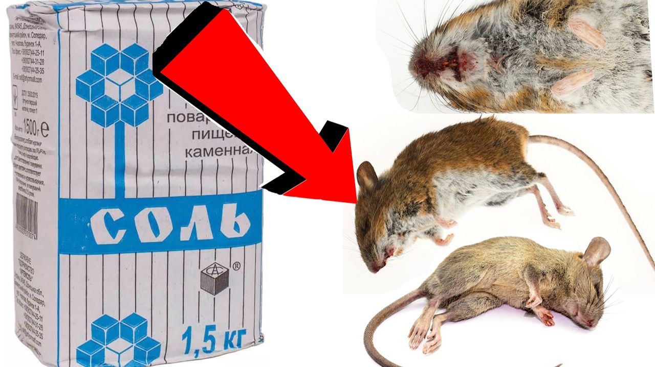 Как избавиться от мышей За 3 Секунды!