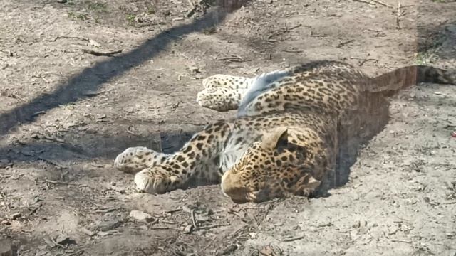 КАКОЙ КРАСИВЫЙ ЛЕОПАРД
