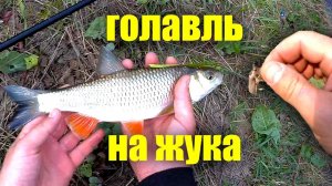 ОТЛИЧНАЯ РЫБАЛКА НА МАЙСКОГО ЖУКА в проводку на малой реке! 28 мая