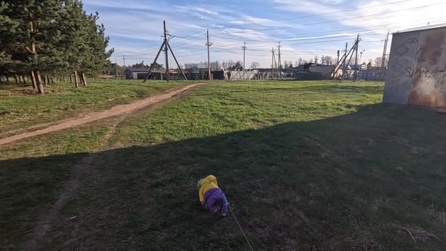 Яркое солнце в Завидово - Мокшино и мы вышли на прогулку с Джеффом весной 2026 !