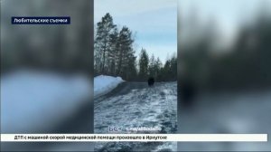 Медвежий сезон в Прибайкалье открыт — косолапого заметили жители Бодайбо