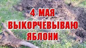 4 мая. Выкорчевываю яблони
