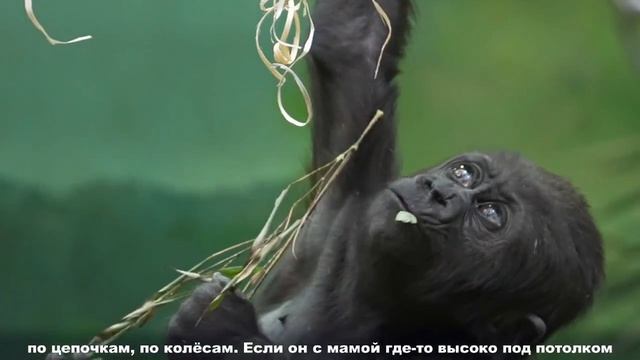 Детёныш горилл по имени Квито из московского зоопарка растёт не по дням а по часам.