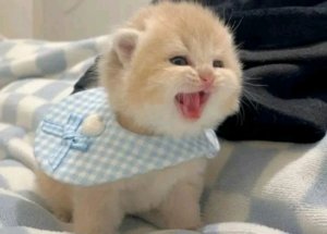 чёрный кот