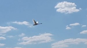 Белые крылья🍃🦢🍃