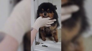 Пожизненные диагнозы брошенных шпицев | Бостон, Дона, Кроха, Малыш