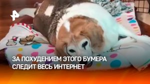 «Выглядел как клещ, готовый лопнуть»: бигль-ЗОЖник Бумер стал звездой соцсетей, сбросив 10 кг