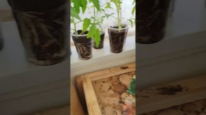 Укрытие с балкона... ❌ Ликвидация ❌ 
Пришла жара✅