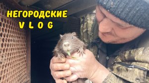 Когда же потеплеет? Переезд НУТРЯТ. 03.05.26